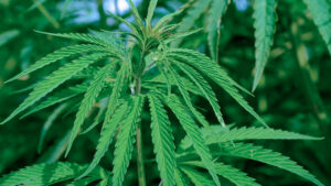 Decreto 215/020 - Cannabis