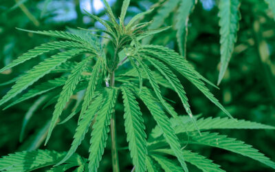Decreto 215/020 – Presidencia de la República – Cannabis