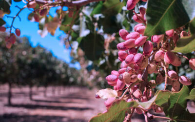 Resolución DGSA 375/025 – Autoriza el Ingreso al País de Plantas de Pistacho (Pistacia Vera)