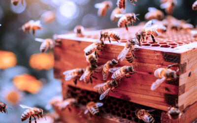 Resolución DGSG 228/025 – Apruébese el “Procedimiento para la Importación de Abejas Reinas a la República Oriental del Uruguay”